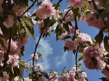 武邑 公园世家 1室0厅