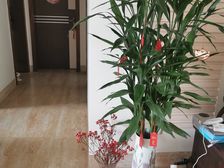 青秀 凤翔路3号 3室2厅 147.00㎡ 156万