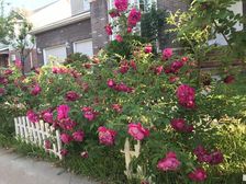 顺义 波特兰花园 5室2厅