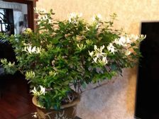 绿洲华安苑(三期)78.15平精装修红木地板60 平外凉台