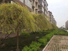 昌黎 孔雀王府 2室2厅